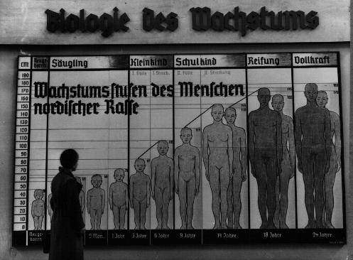 The chart "Stages of Growth for Members of the Nordic Race" in Germany, in the 1930s.