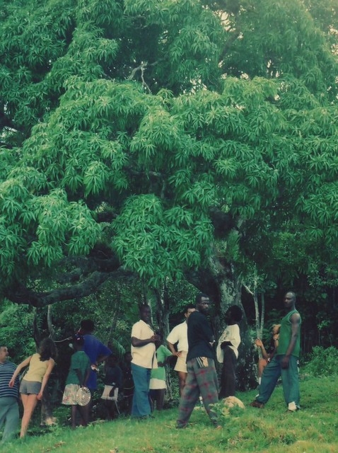 Kindah Tree d'Accompong 
