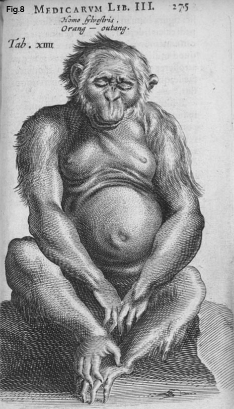 Fig.8 Homo Sylvestris, Nicolas Tulp (1641) Fig.8 Homo Sylvestris, Nicolas Tulp (1641)