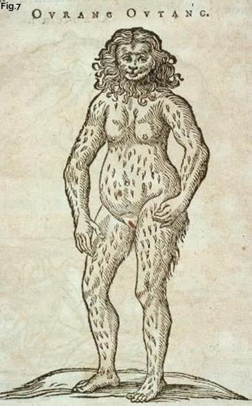 Fig.7 Orang Utan, Bontius/Piso (1685) Fig.7 Orang Utan, Bontius/Piso (1685)
