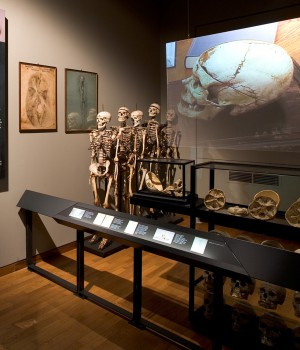 Salle de l’atavisme (1/2) Salle de l’atavisme (1/2)