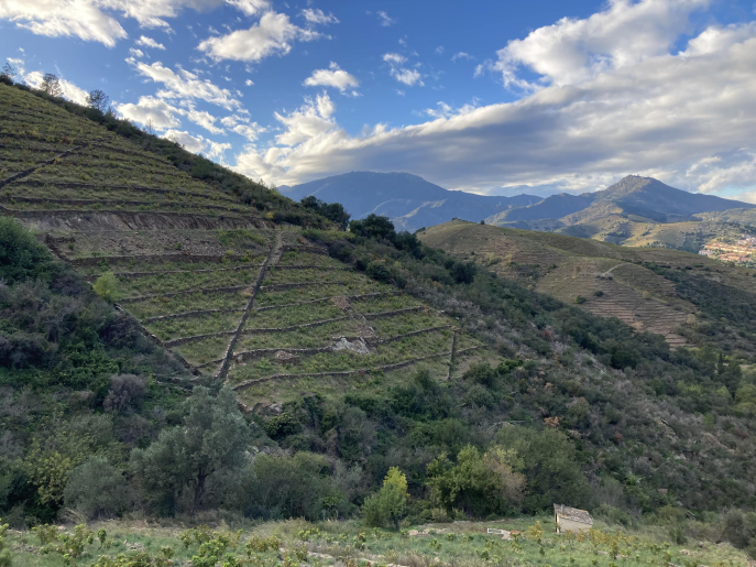 Paysage viticole d’agulles et de murettes sur les hauteurs de la commune de Banyuls-sur-Mer, avec vue sur le massif des Albères. © Tania Roser Paysage viticole d’agulles et de murettes sur les hauteurs de la commune de Banyuls-sur-Mer, avec vue sur le massif des Albères. © Tania Roser