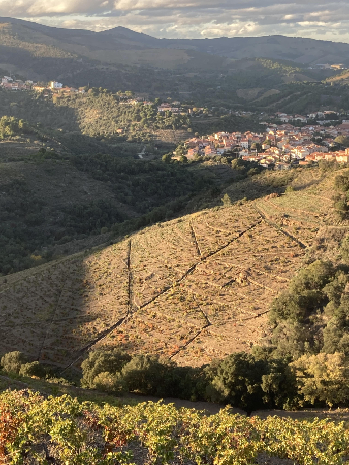 Vignoble sur les pentes de Banyuls-sur-mer. On peut voir, là encore, le système d’évacuation d’eau constitué d’agulles, peus de gall (réseau de rigoles) et feixes (murettes en pierre structurant la pente). © Tania Roser Vignoble sur les pentes de Banyuls-sur-mer. On peut voir, là encore, le système d’évacuation d’eau constitué d’agulles, peus de gall (réseau de rigoles) et feixes (murettes en pierre structurant la pente). © Tania Roser