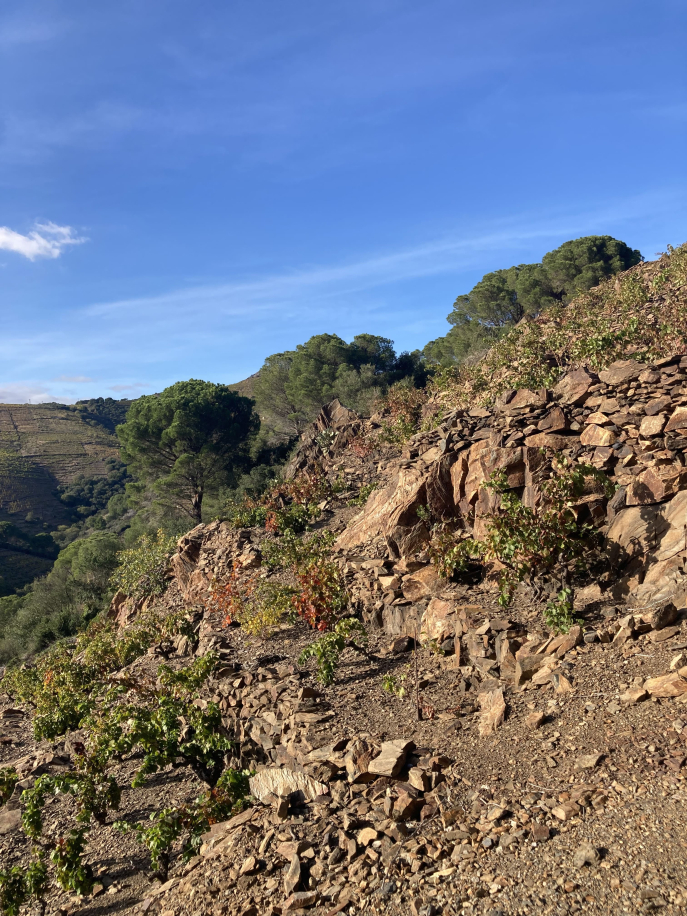Vignes sur schistes à Banyuls-sur-Mer à l’automne 2023, après un an et demi de sécheresse. © Tania Roser Vignes sur schistes à Banyuls-sur-Mer à l’automne 2023, après un an et demi de sécheresse. © Tania Roser