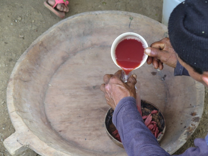 Man preparing sangre de grado tea from the resin of the Croton lecheri tree. Workshop Incerteza Viva, Lamas. © Raúl Matta, 2016
