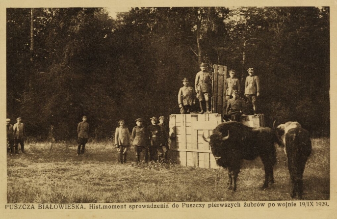 Image 3. Monument commémorant l’arrivée des premiers bisons après la guerre, le 19 septembre 1929. Image 3. Monument commémorant l’arrivée des premiers bisons après la guerre, le 19 septembre 1929.