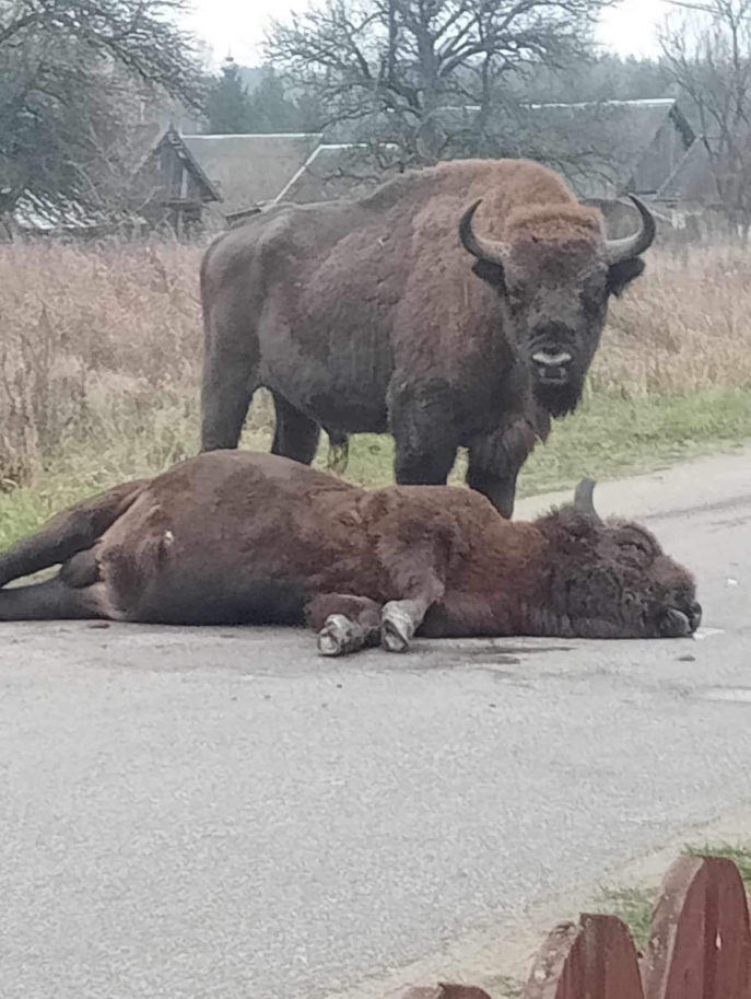 Image 4. Deux bisons, profil de Adam Wajrak sur Facebook. Image 4. Deux bisons, profil de Adam Wajrak sur Facebook.