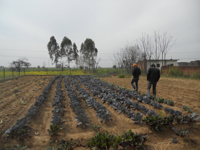 agriculteur accompagné d'un consommateur longeant les parcelles agricoles